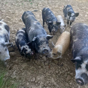Group of pigs being fed
